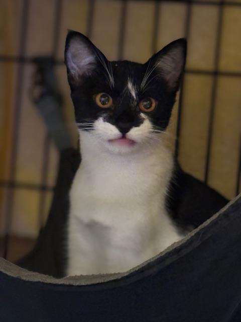 Mariko, a Adoptable Tuxedo in South San Francisco, CA image 2/4