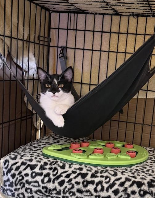 Mariko, a Adoptable Tuxedo in South San Francisco, CA image 4/4