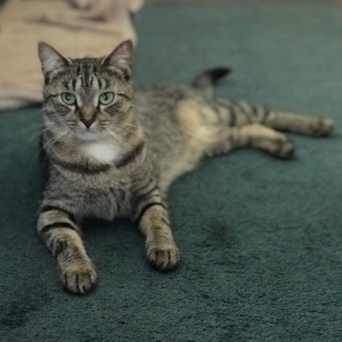 Zola, a Adoptable Domestic Short Hair in Hopkinsville, KY image 1/10