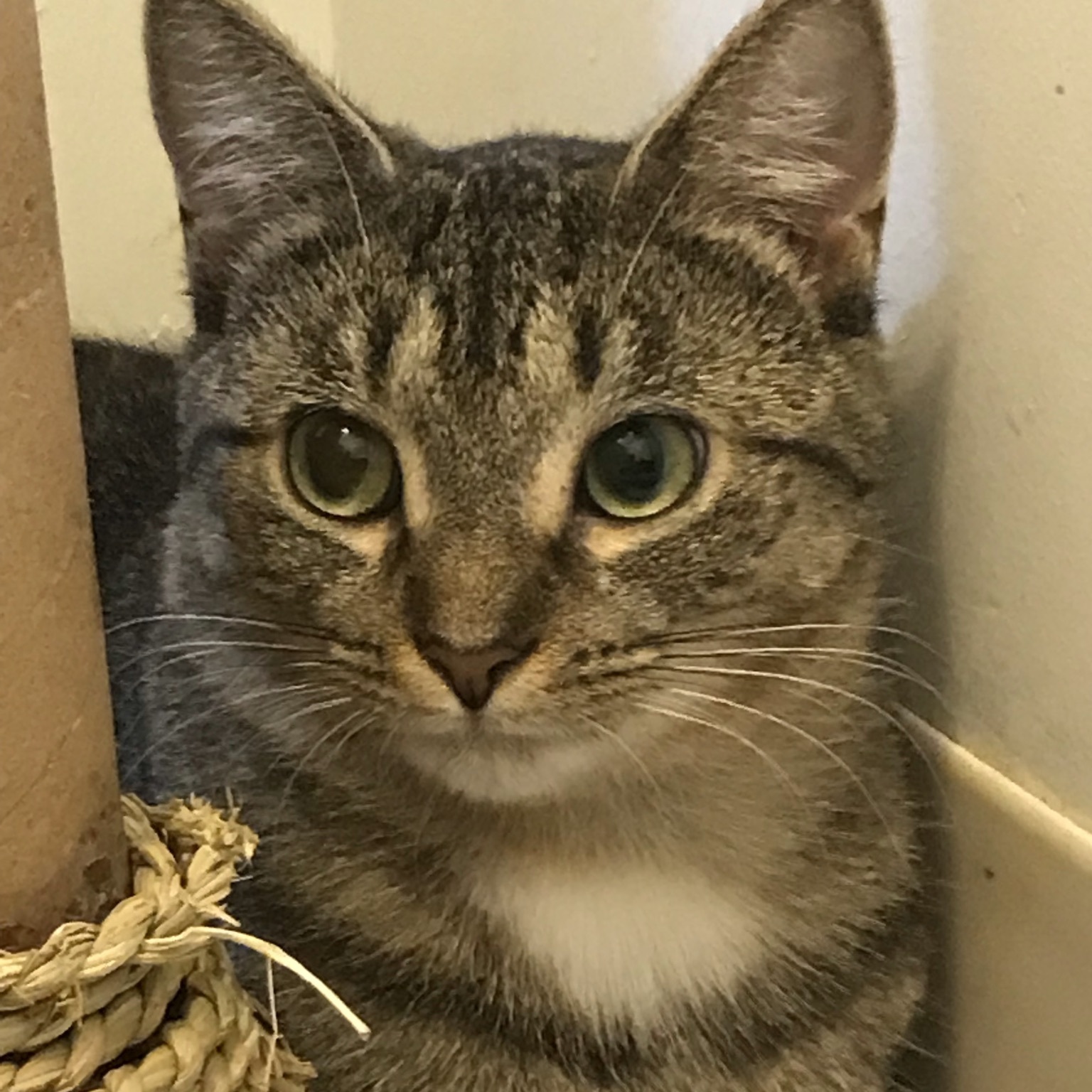 Zola, a Adoptable Domestic Short Hair in Hopkinsville, KY image 2/10