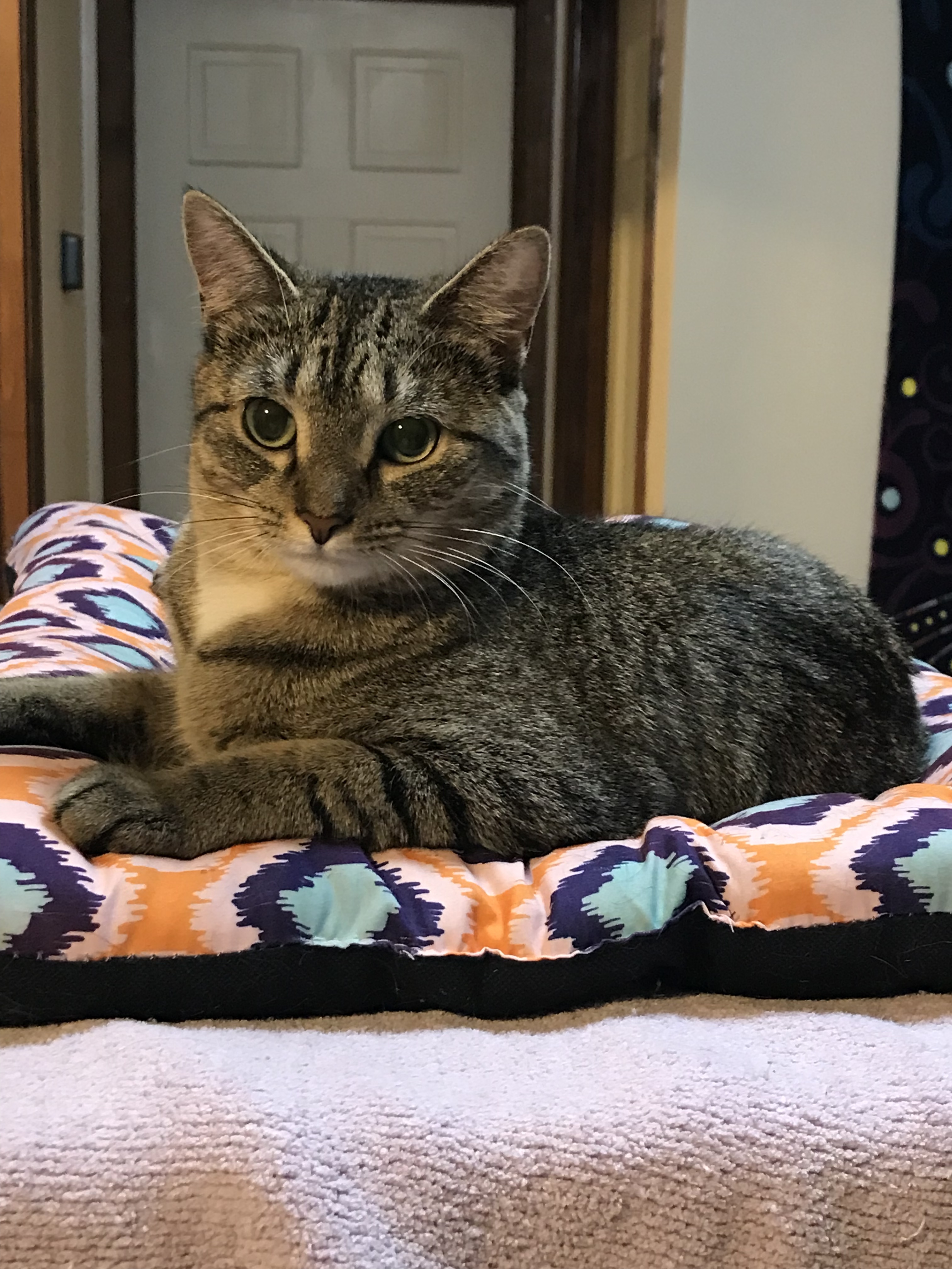 Zola, a Adoptable Domestic Short Hair in Hopkinsville, KY image 3/10