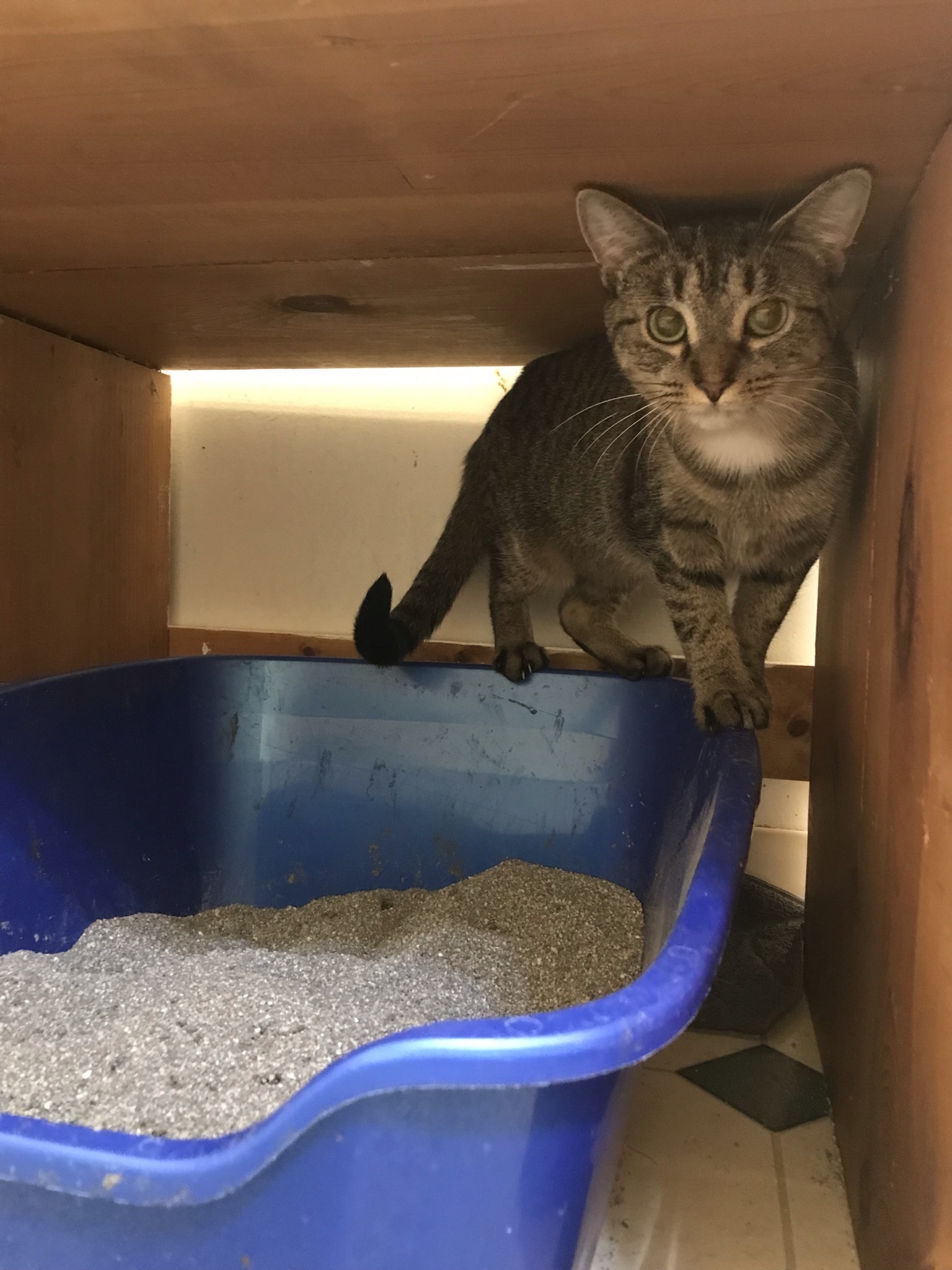 Zola, a Adoptable Domestic Short Hair in Hopkinsville, KY image 4/10