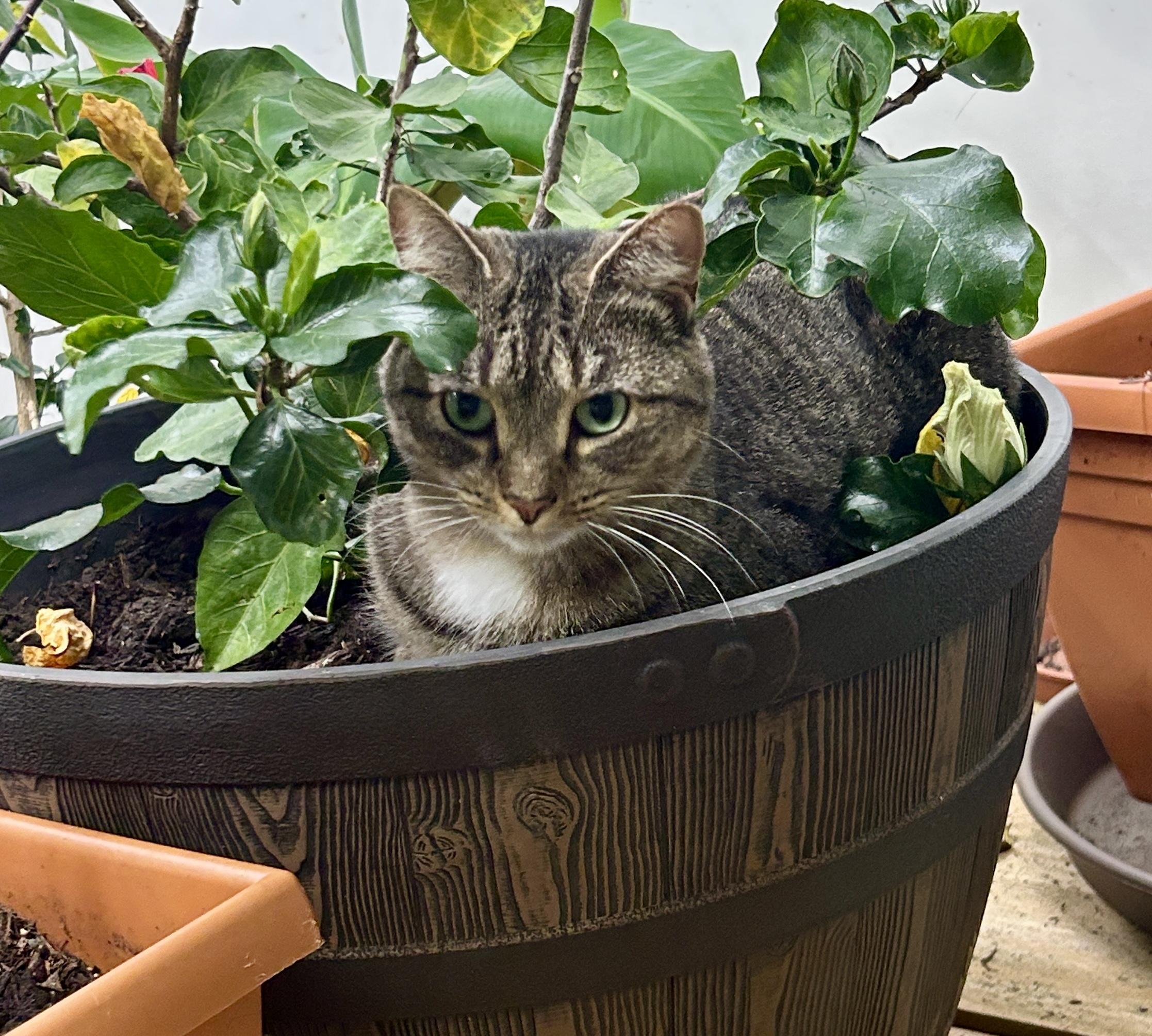 Zola, a Adoptable Domestic Short Hair in Hopkinsville, KY image 4/4