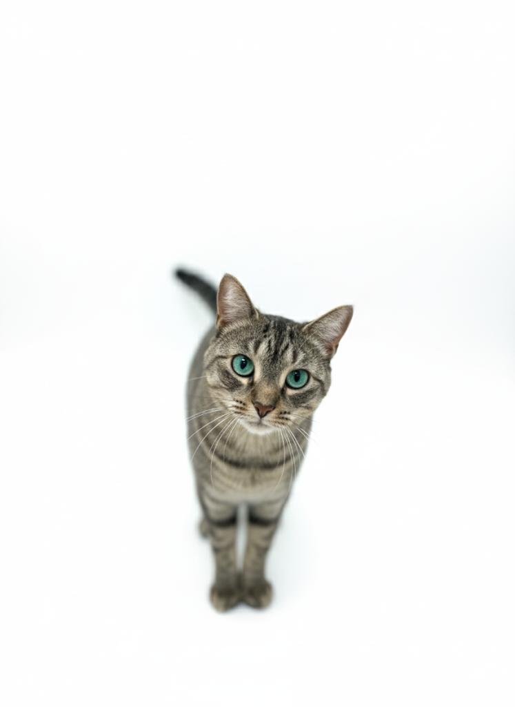 Zola, a Adoptable Domestic Short Hair in Hopkinsville, KY image 3/4