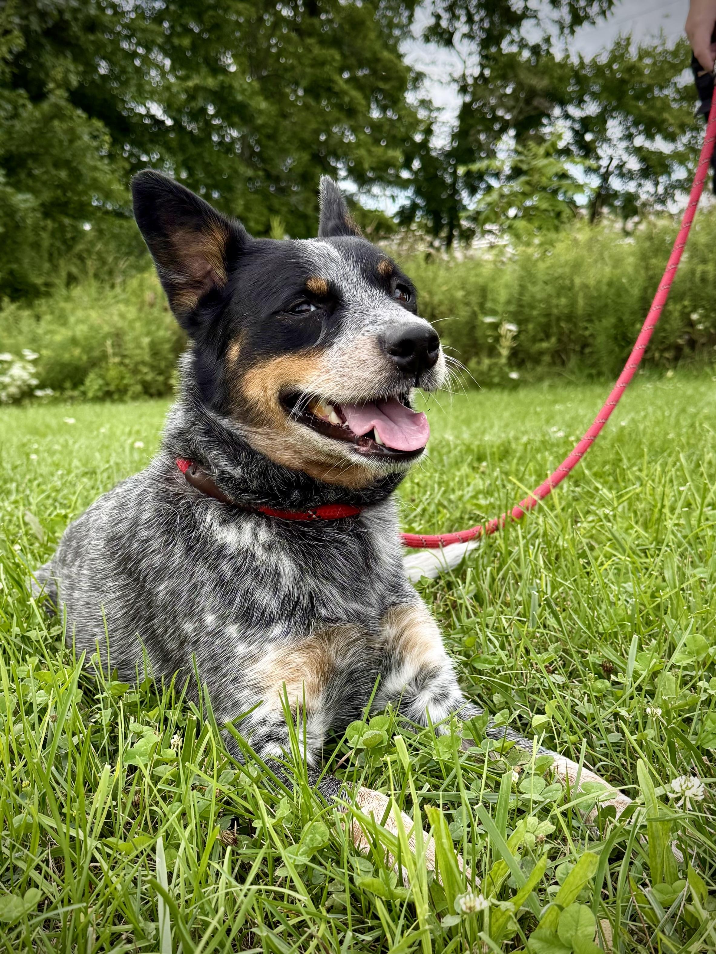 ARTEMIS, ADOPTABLE, Young Female Australian Cattle Dog / Blue Heeler.