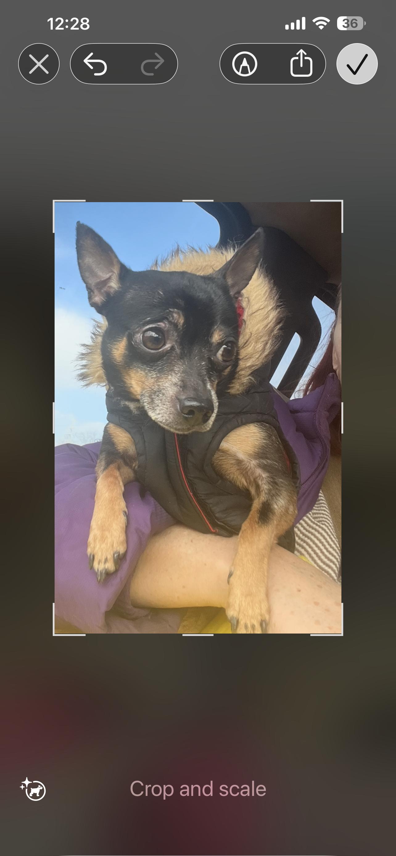 Reese, ADOPTABLE, Adult Male Chihuahua.