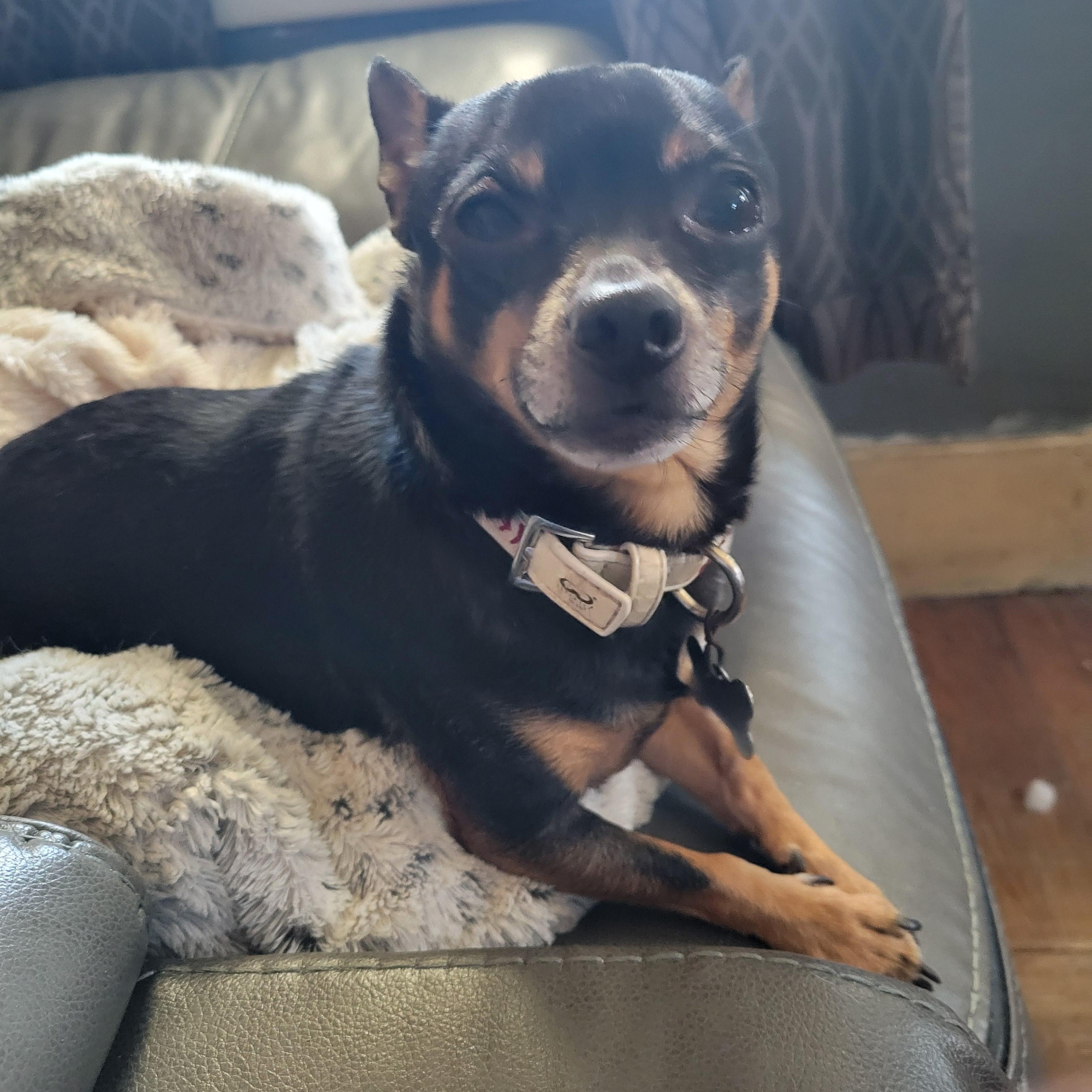 Reese-Pending!, a ADOPTABLE Chihuahua in Detroit, MI image 1/3