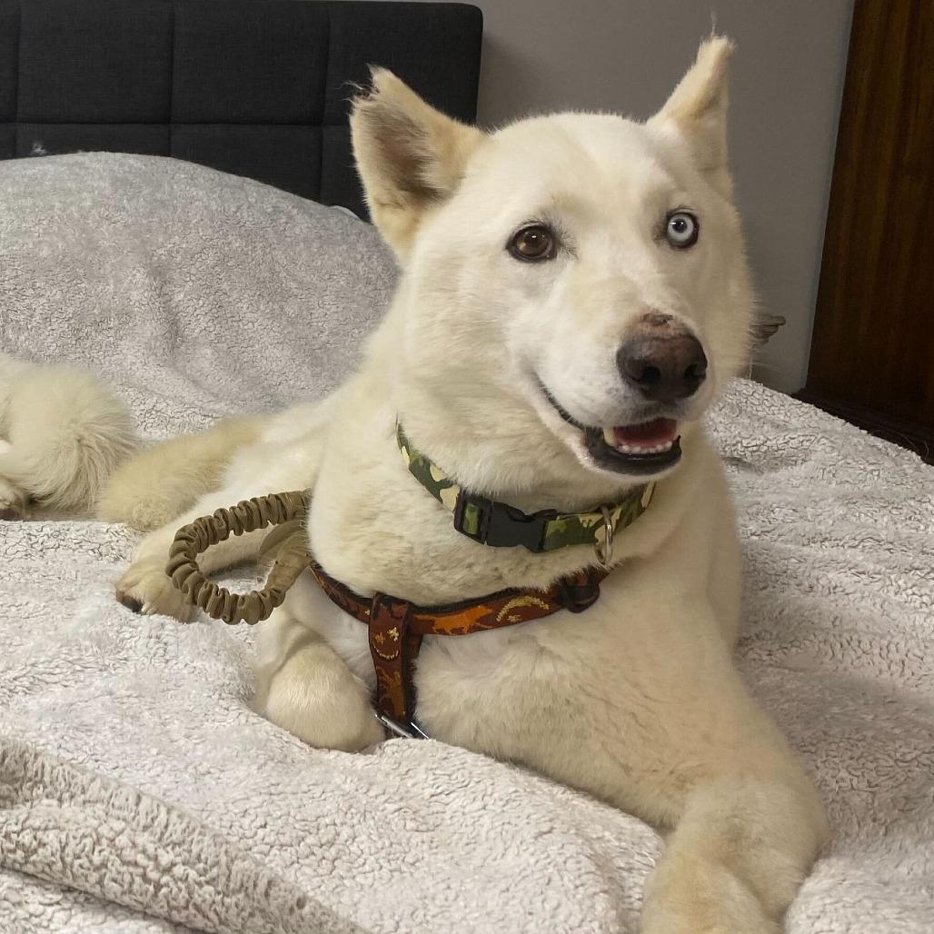 Notch, a Adoptable Siberian Husky in Reisterstown, MD image 3/6