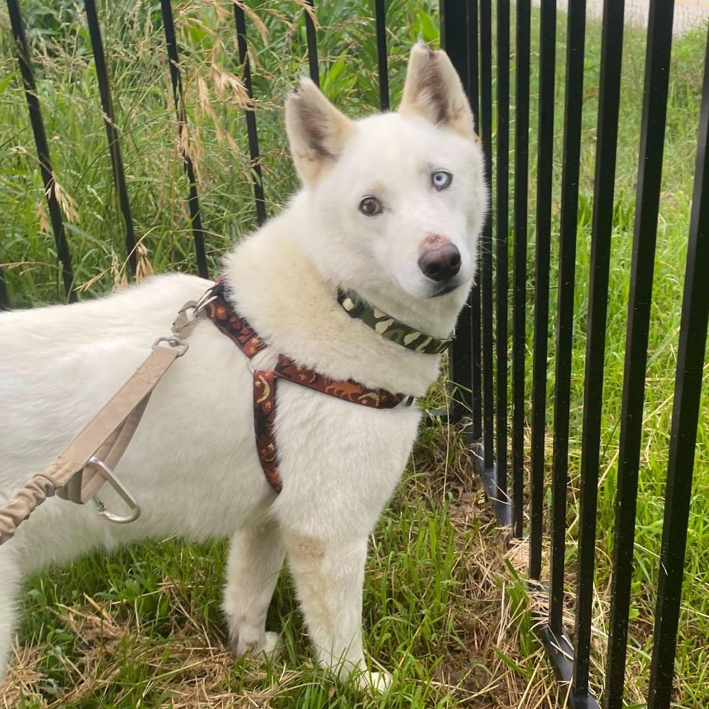 Notch, a Adoptable Siberian Husky in Reisterstown, MD image 5/6