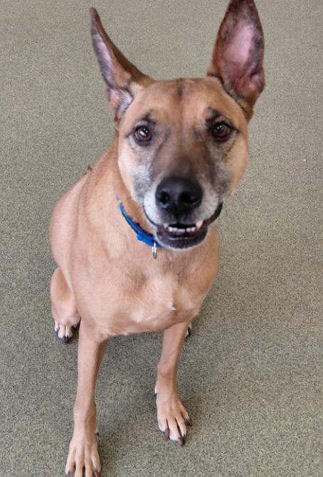 Enlarge Sersi, a ADOPTABLE mixed breed in Palatine, IL image 1/1