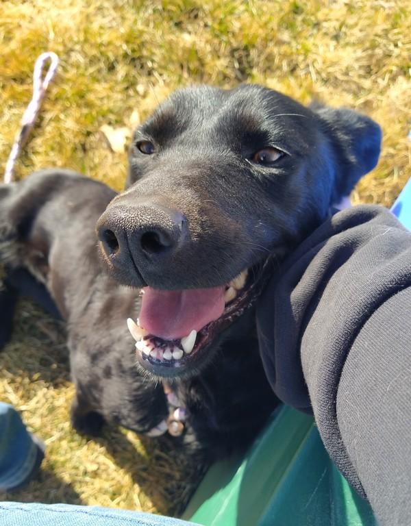 Dos 45832, Adoptable, Adult Female Labrador Retriever.