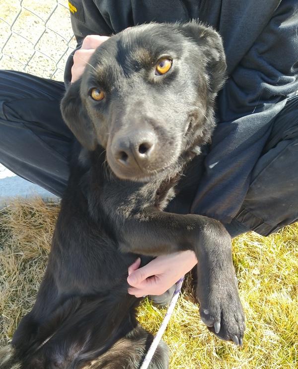 Enlarge Dos 45832, a Adoptable mixed breed in Pocatello, ID image 3/6