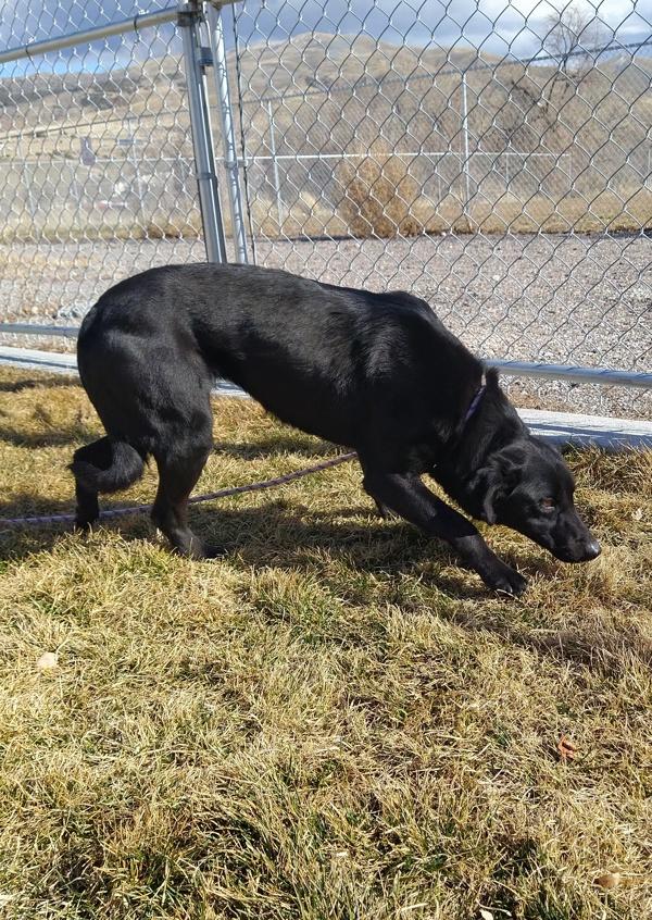 Enlarge Dos 45832, a Adoptable mixed breed in Pocatello, ID image 6/6