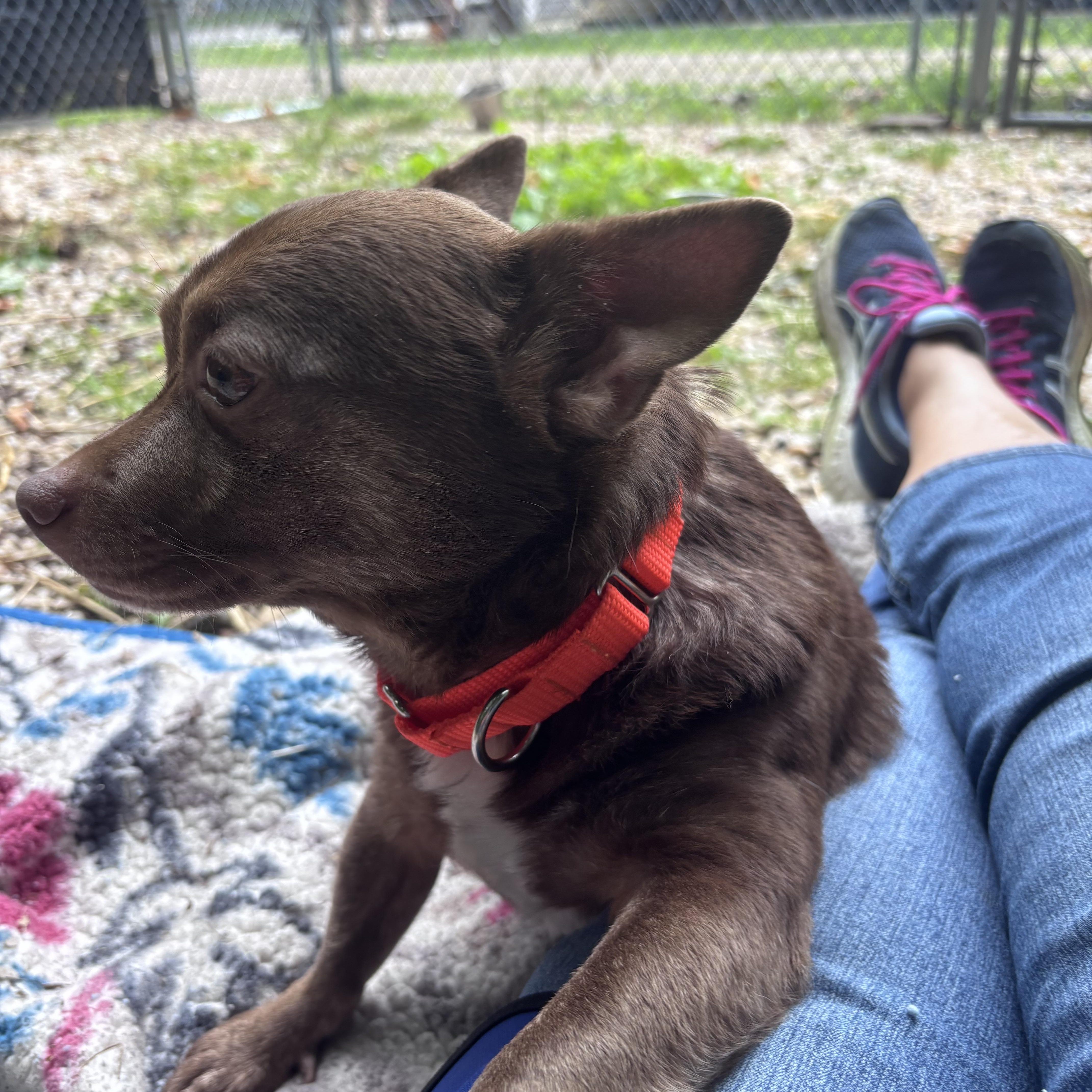 Enlarge CoCo, an adopted Chihuahua in Chardon, OH image 3/5