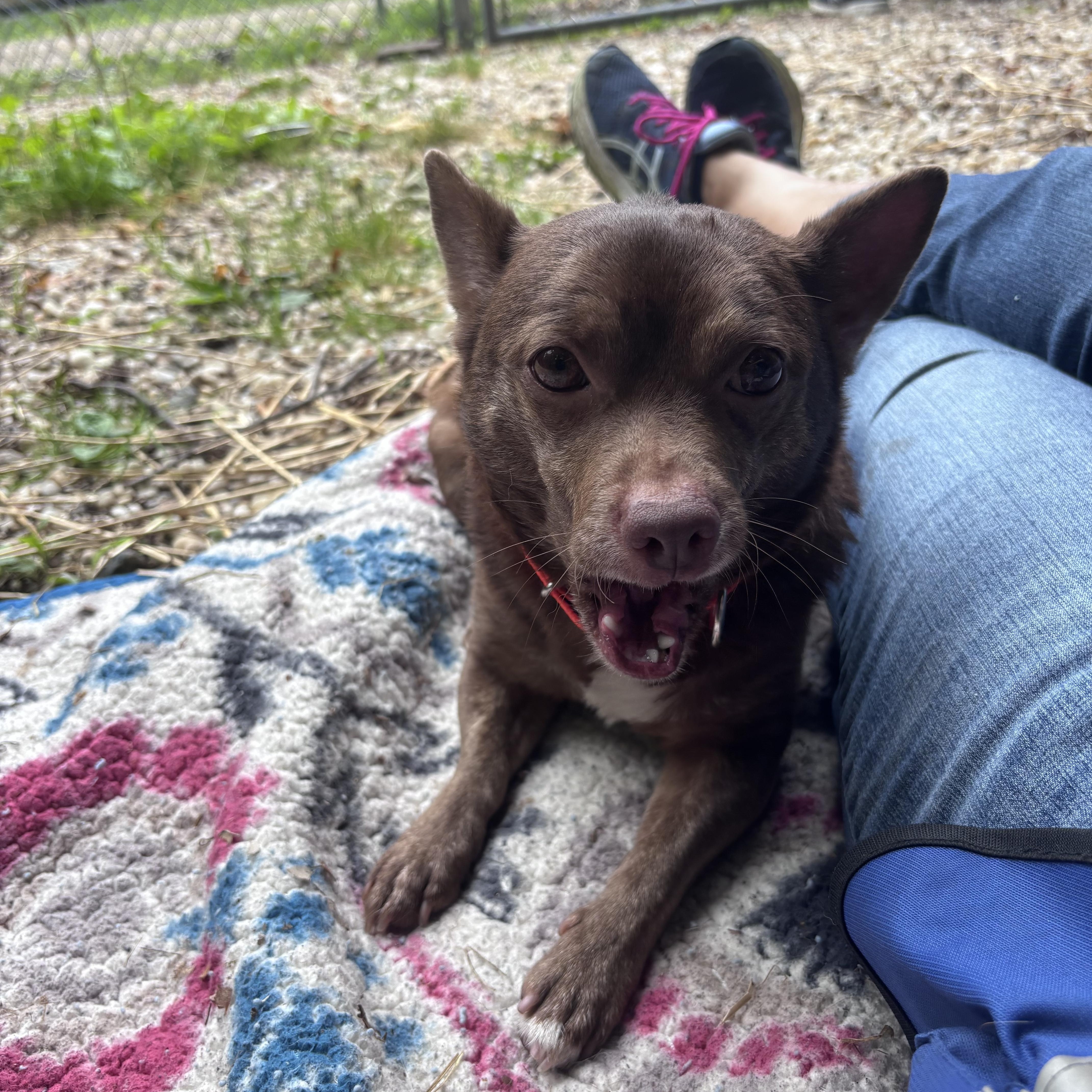 Enlarge CoCo, an adopted Chihuahua in Chardon, OH image 2/5