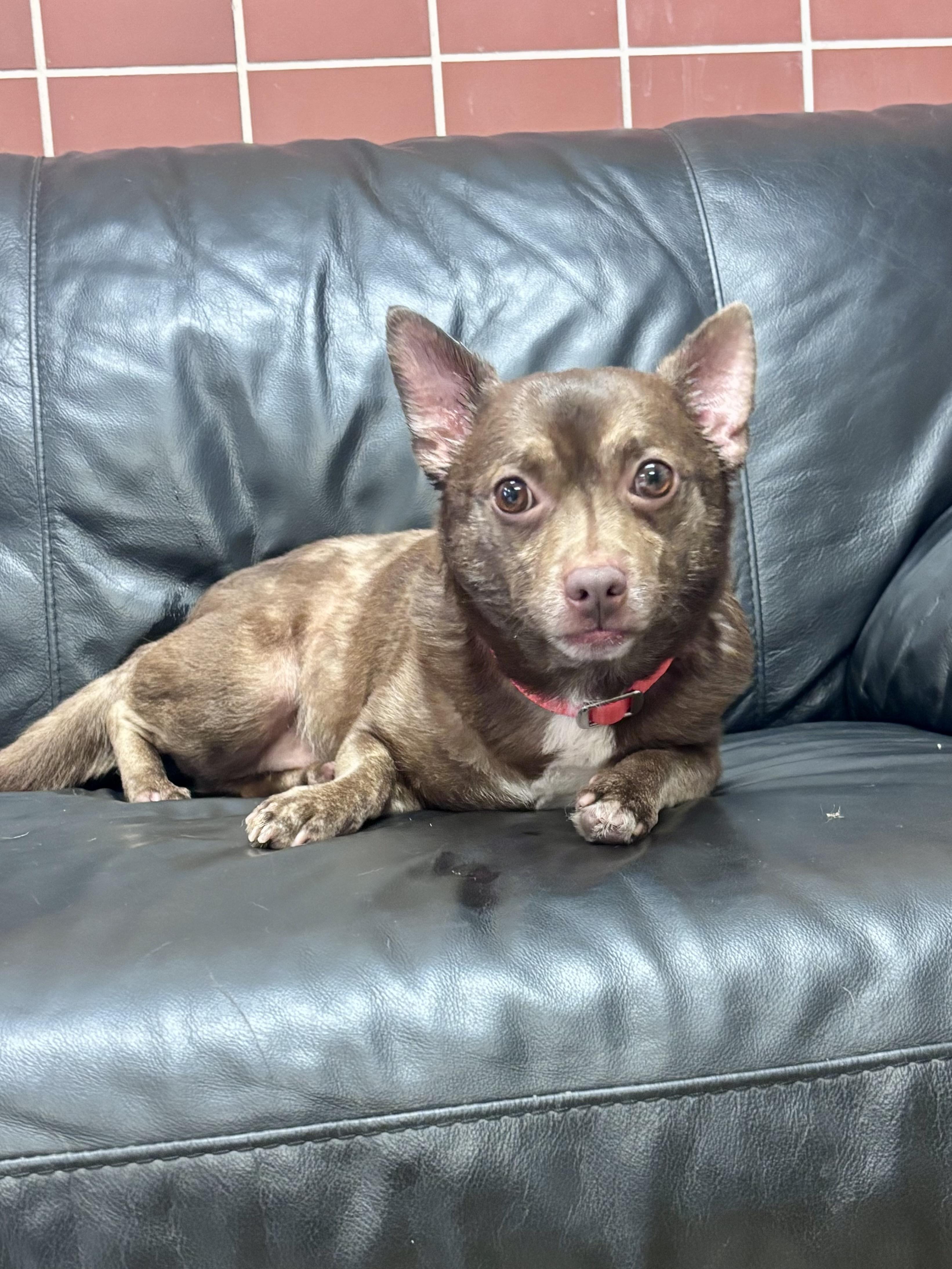 Enlarge CoCo, an adopted Chihuahua in Chardon, OH image 1/5