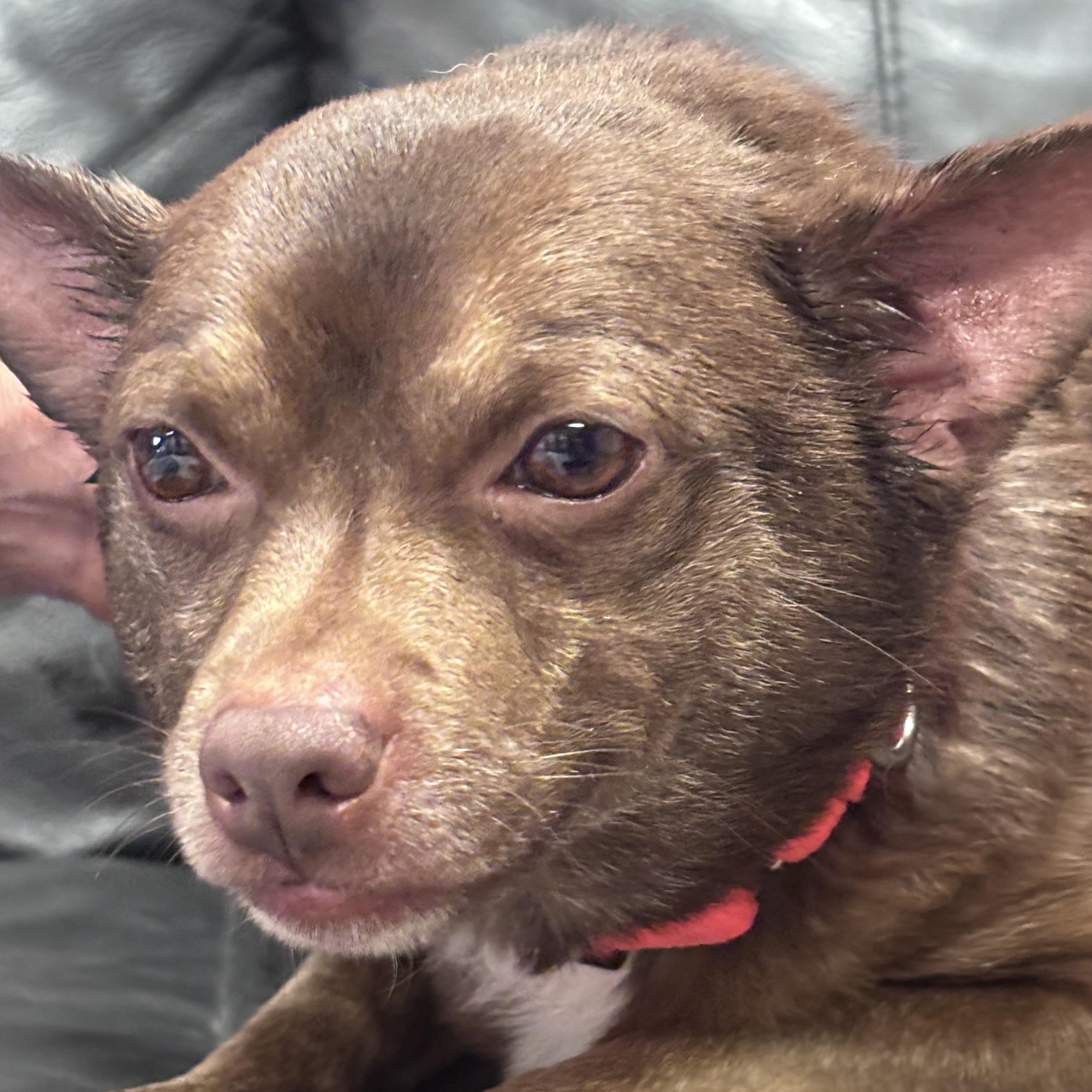 Enlarge CoCo, an adopted Chihuahua in Chardon, OH image 5/5