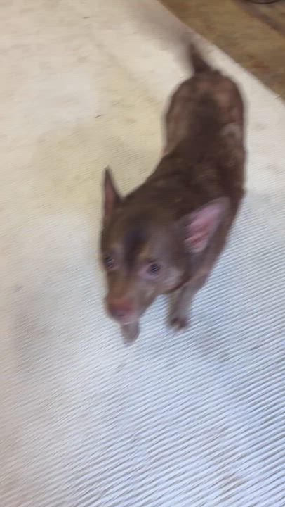 Enlarge CoCo, an adopted Chihuahua in Chardon, OH video 4/5