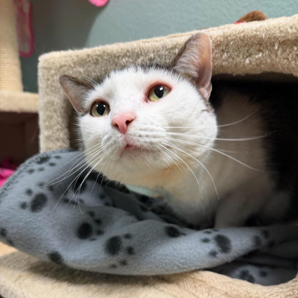 Enlarge Willow, a Adoptable Domestic Short Hair in Titusville, FL image 1/6