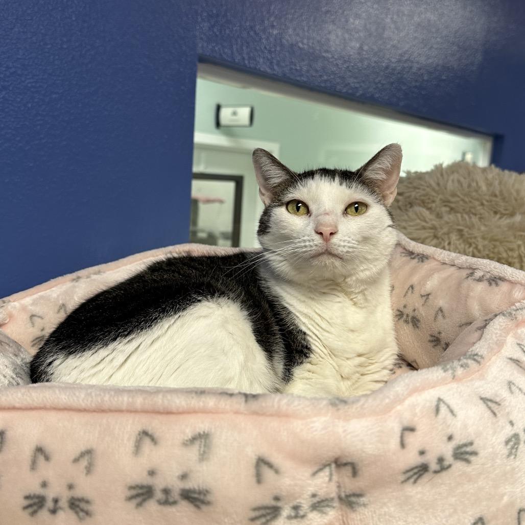 Enlarge Willow, a Adoptable Domestic Short Hair in Titusville, FL image 3/6