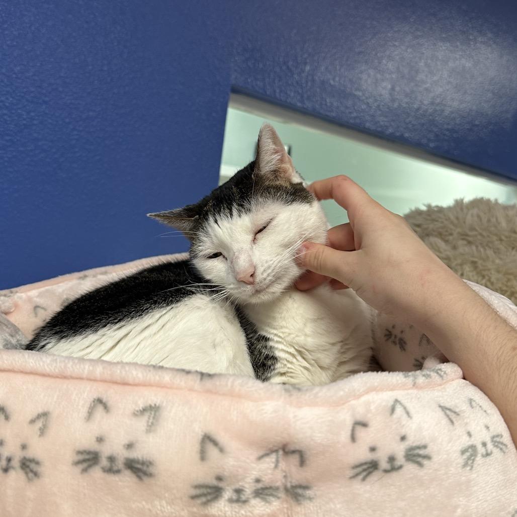 Enlarge Willow, a Adoptable Domestic Short Hair in Titusville, FL image 5/6