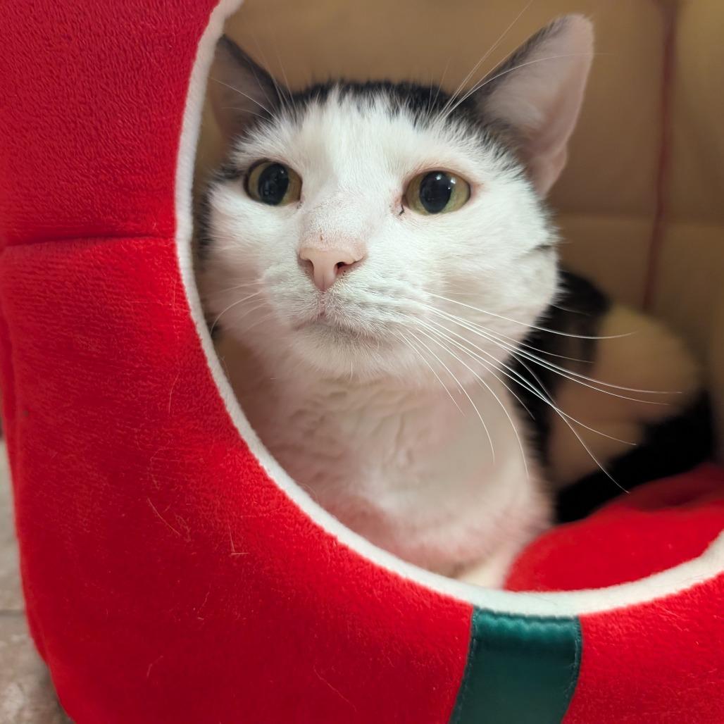 Enlarge Willow, a Adoptable Domestic Short Hair in Titusville, FL image 6/6