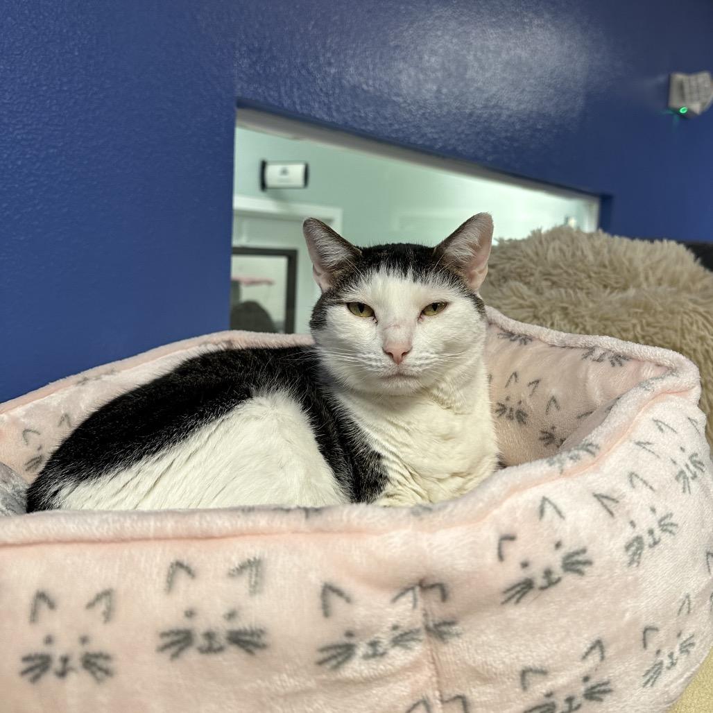 Enlarge Willow, a Adoptable Domestic Short Hair in Titusville, FL image 6/6