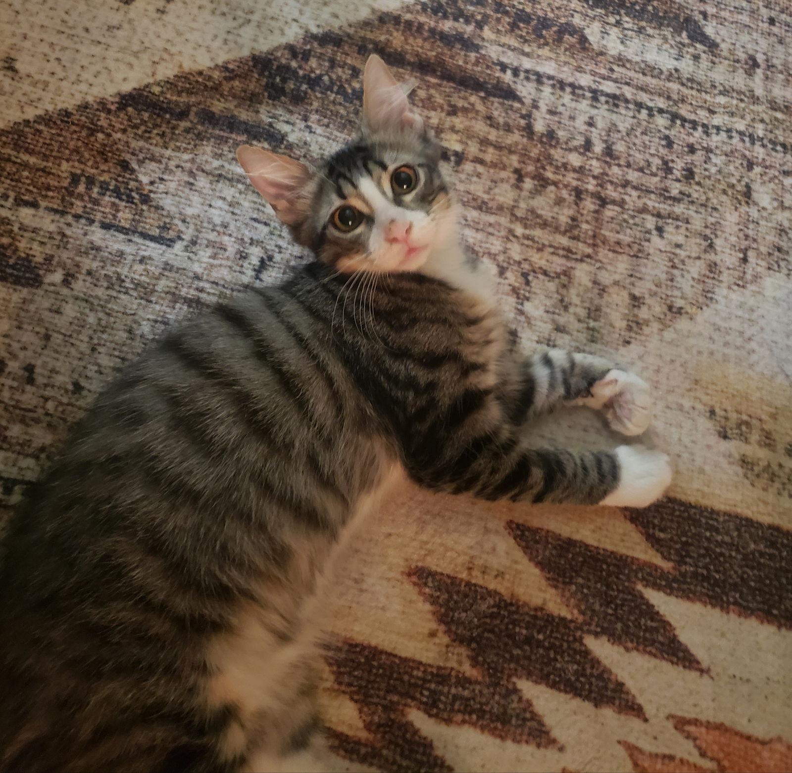 Enlarge Oliver Twist *CH*, a Adoptable Domestic Short Hair in Phoenix, AZ image 1/2