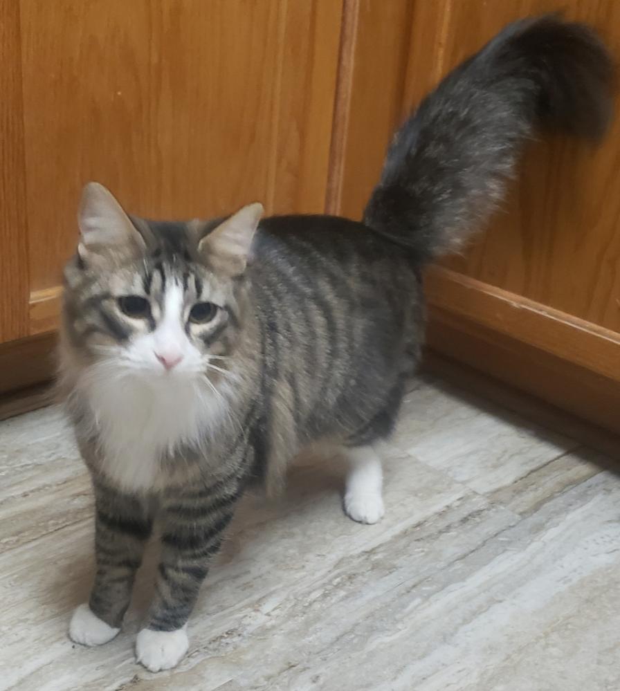 Enlarge Oliver Twist *CH*, a Adoptable Domestic Short Hair in Phoenix, AZ image 2/2