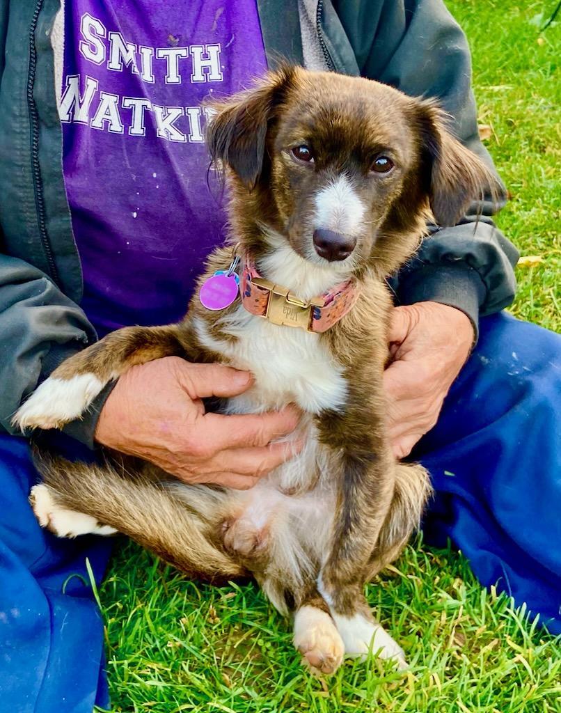 Vida, Adopted, Adult Female Spaniel & Chihuahua.