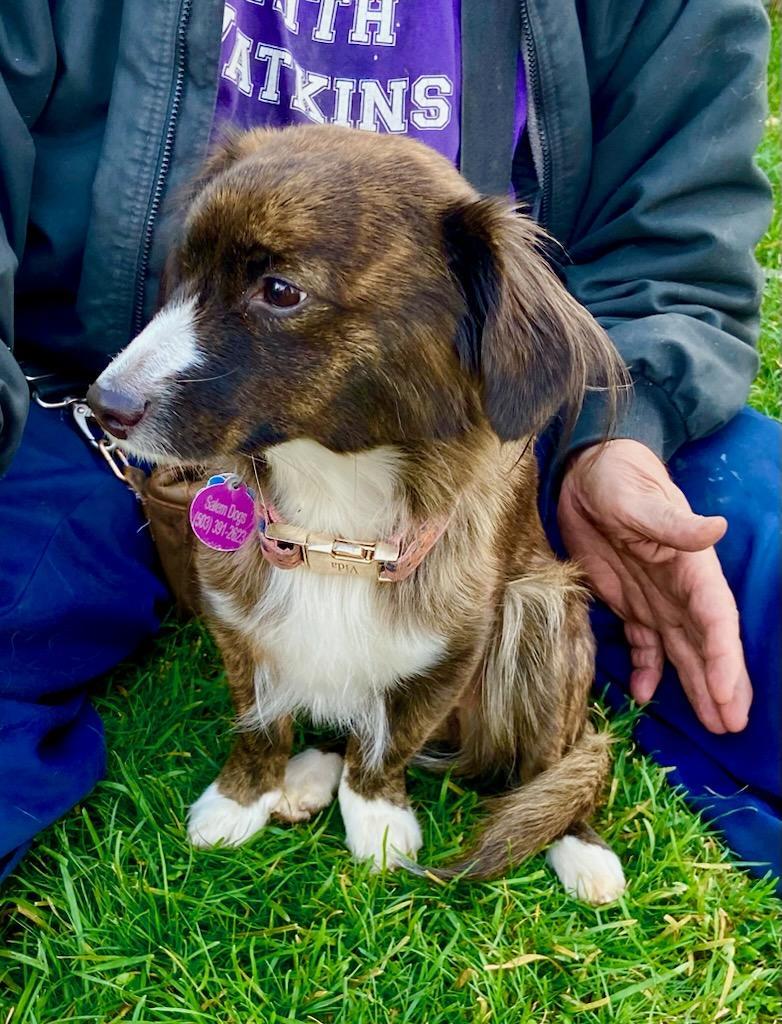 Enlarge Vida, a Adopted mixed breed in Salem, OR image 3/3