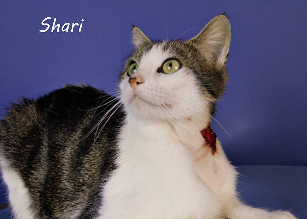 Shari photo 5