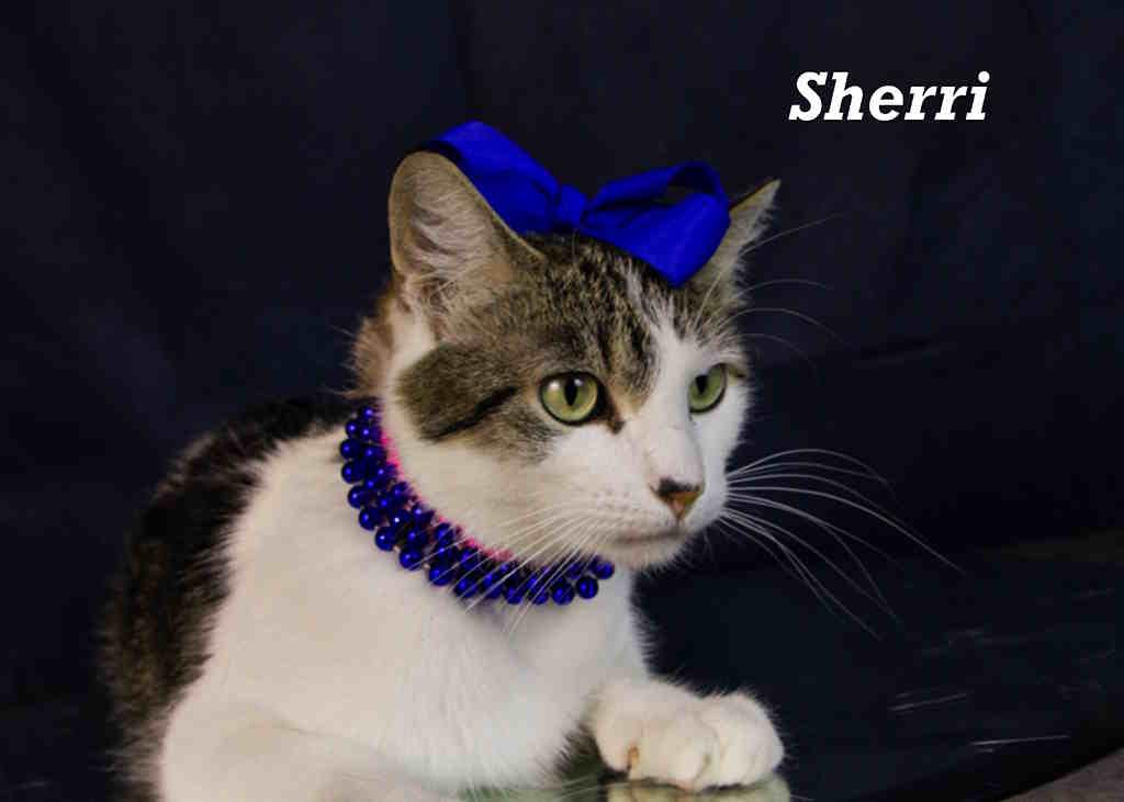 Shari photo 2