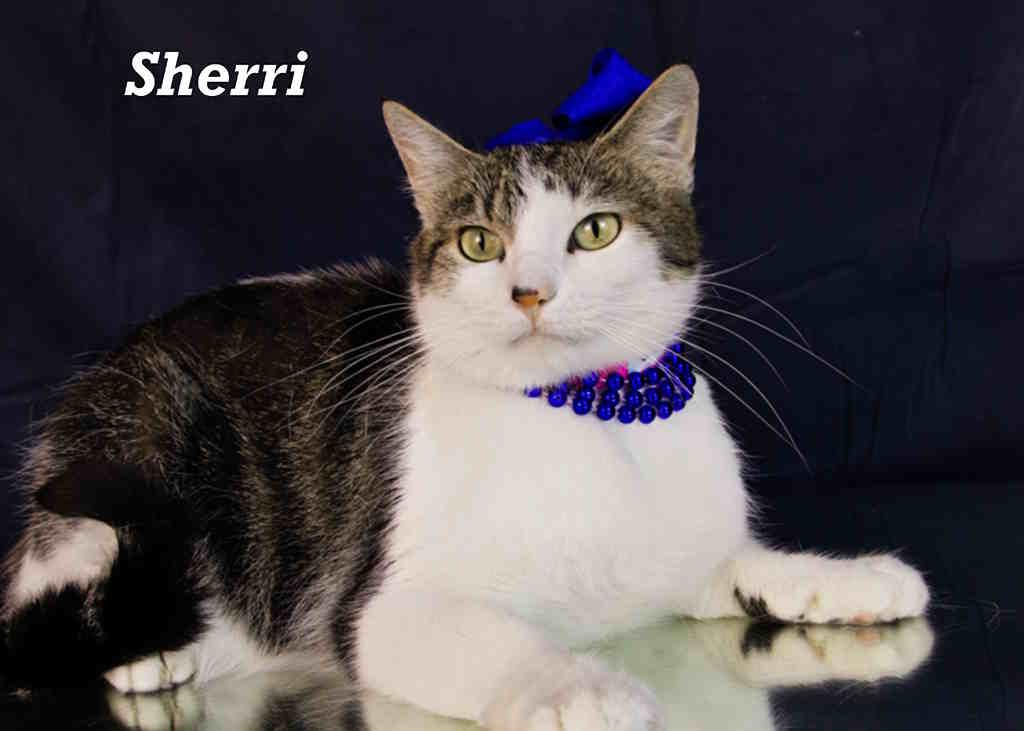 Shari, Adult Female Tabby