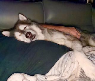 Enlarge Lazarus, a Adoptable Siberian Husky in Washington Court House, OH image 6/6