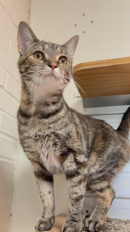 Junie, ADOPTABLE, Adult Female Domestic Short Hair.