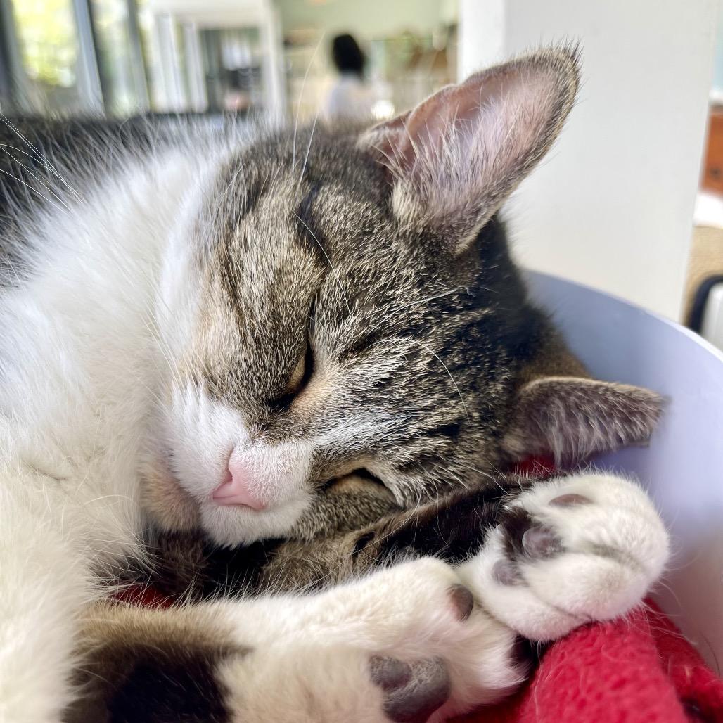 Enlarge Amber, a Adoptable Domestic Short Hair in Deerfield, IL image 1/6