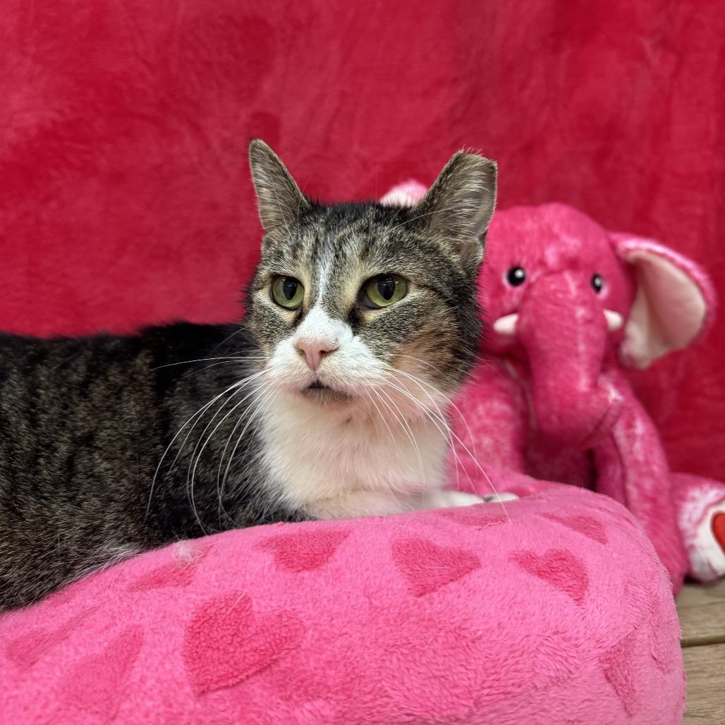 Enlarge Amber, a Adoptable Domestic Short Hair in Deerfield, IL image 2/6