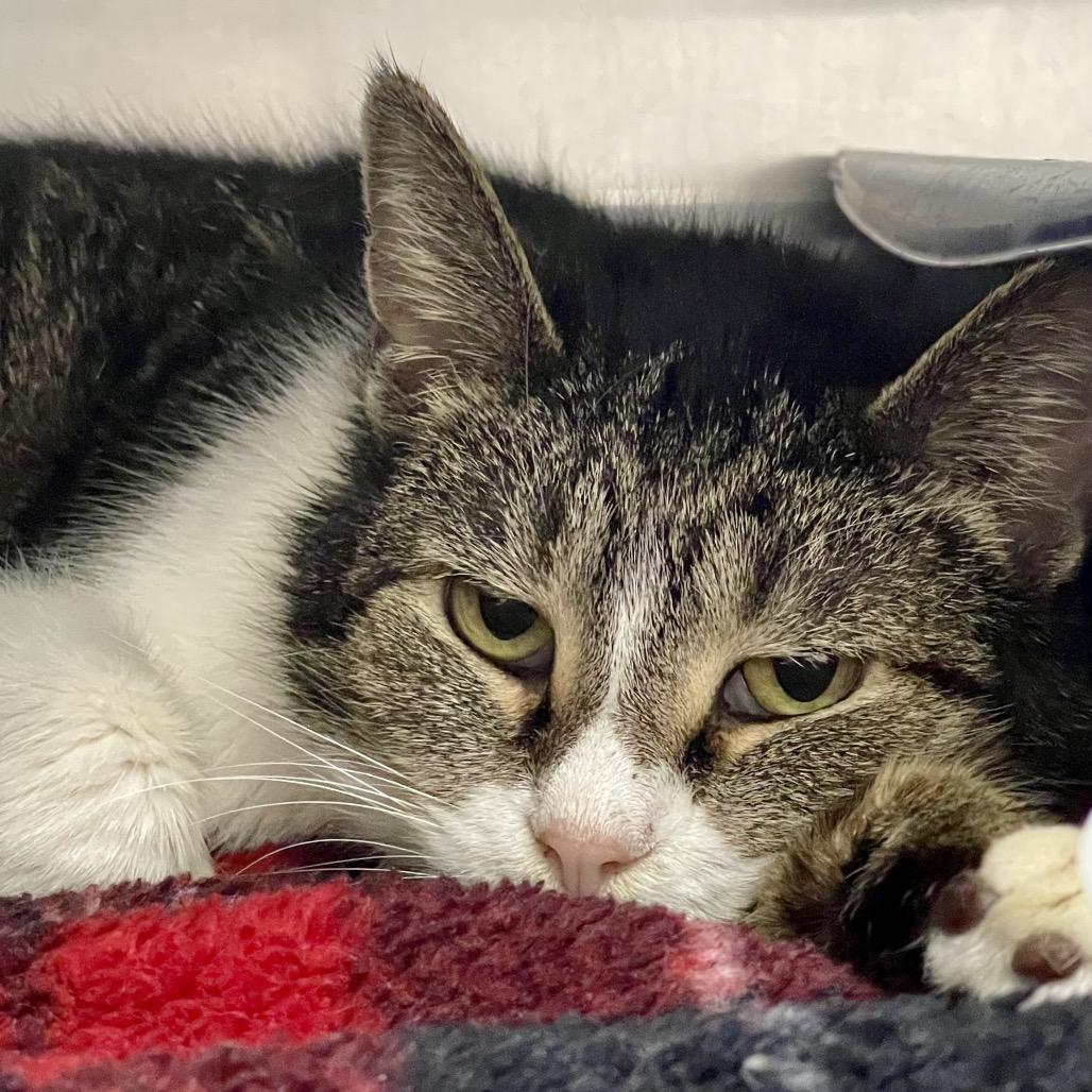 Enlarge Amber, a Adoptable Domestic Short Hair in Deerfield, IL image 3/6