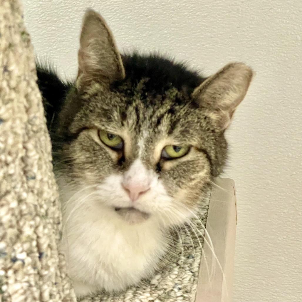 Amber, Adoptable, Senior Female Domestic Short Hair.