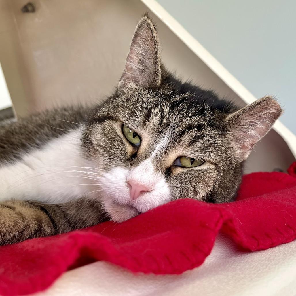 Enlarge Amber, a Adoptable Domestic Short Hair in Deerfield, IL image 5/6