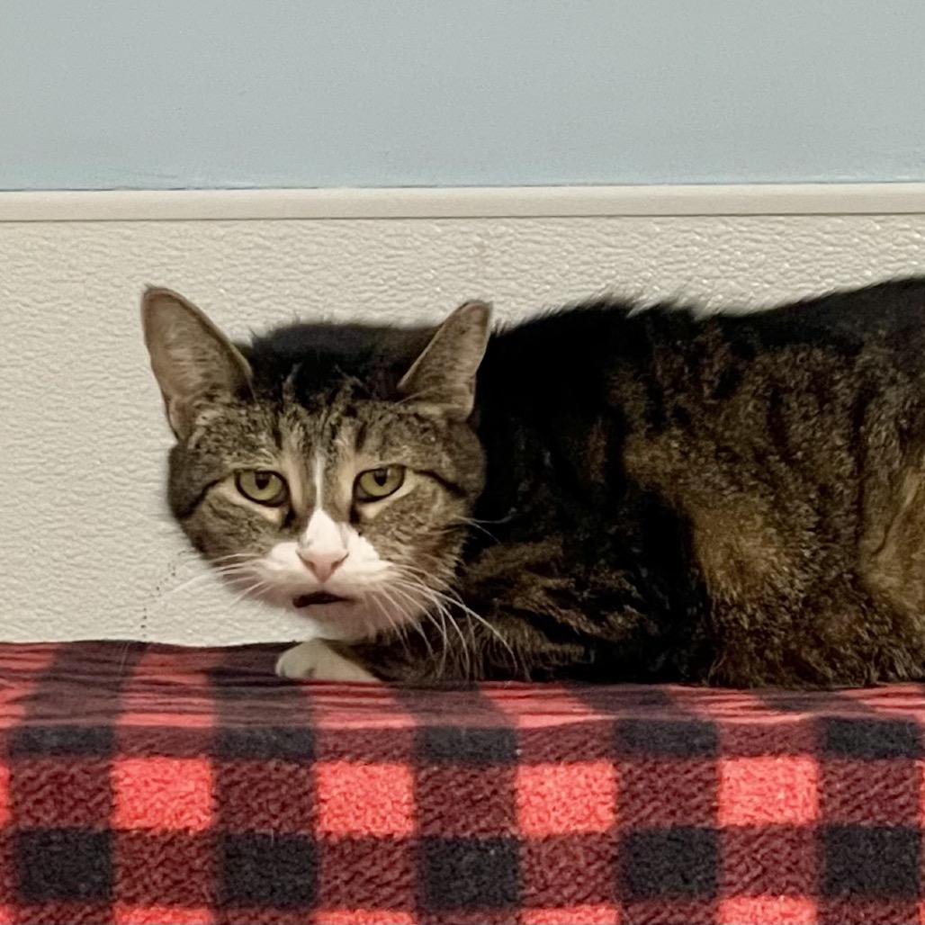 Enlarge Amber, a Adoptable Domestic Short Hair in Deerfield, IL image 3/3