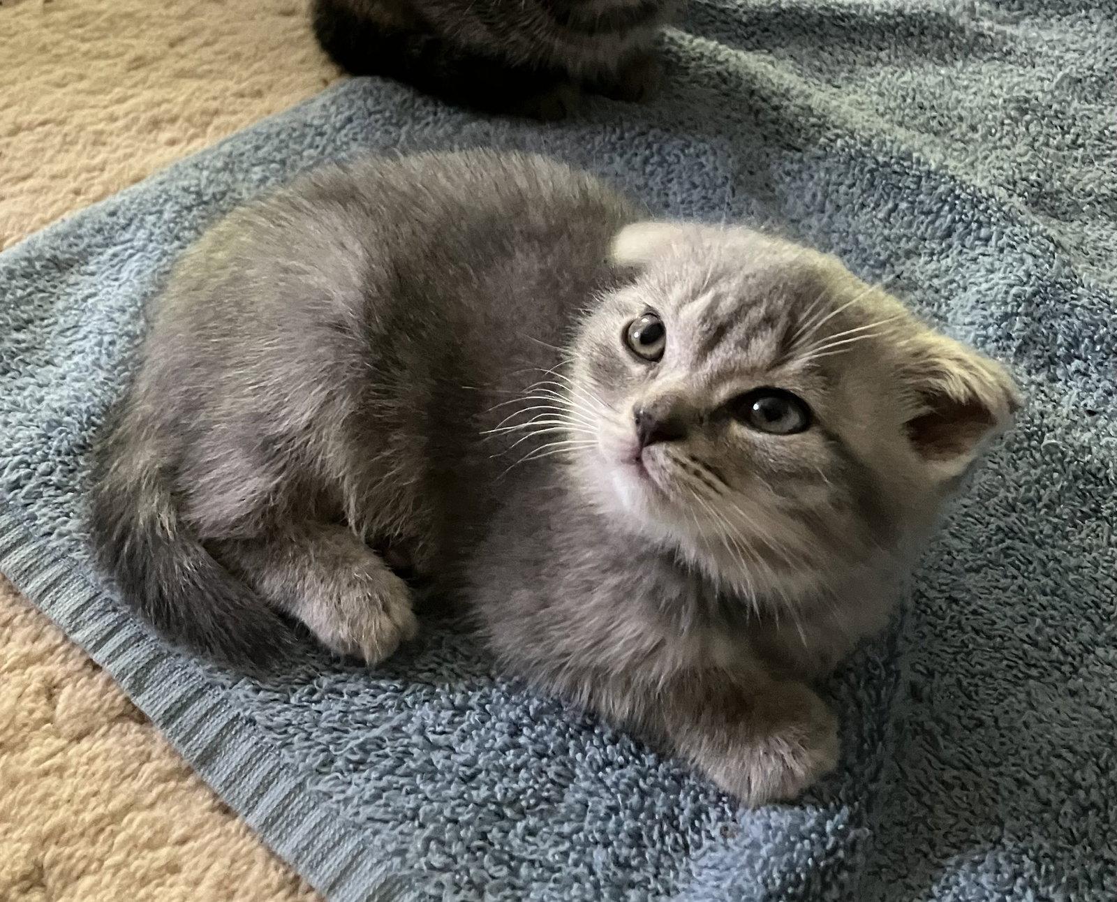 Maisie- pending adoption! photo