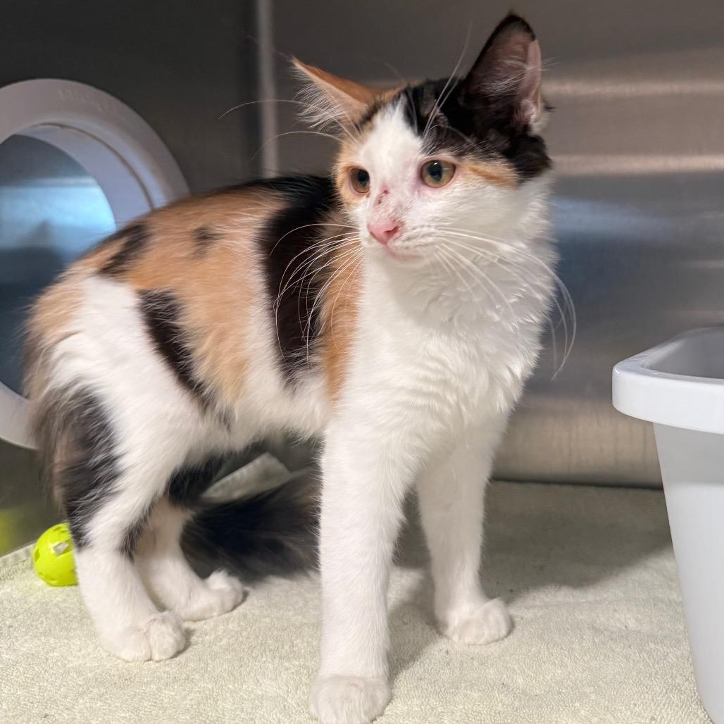 Roo, Adoptable, Kitten Female Domestic Medium Hair.