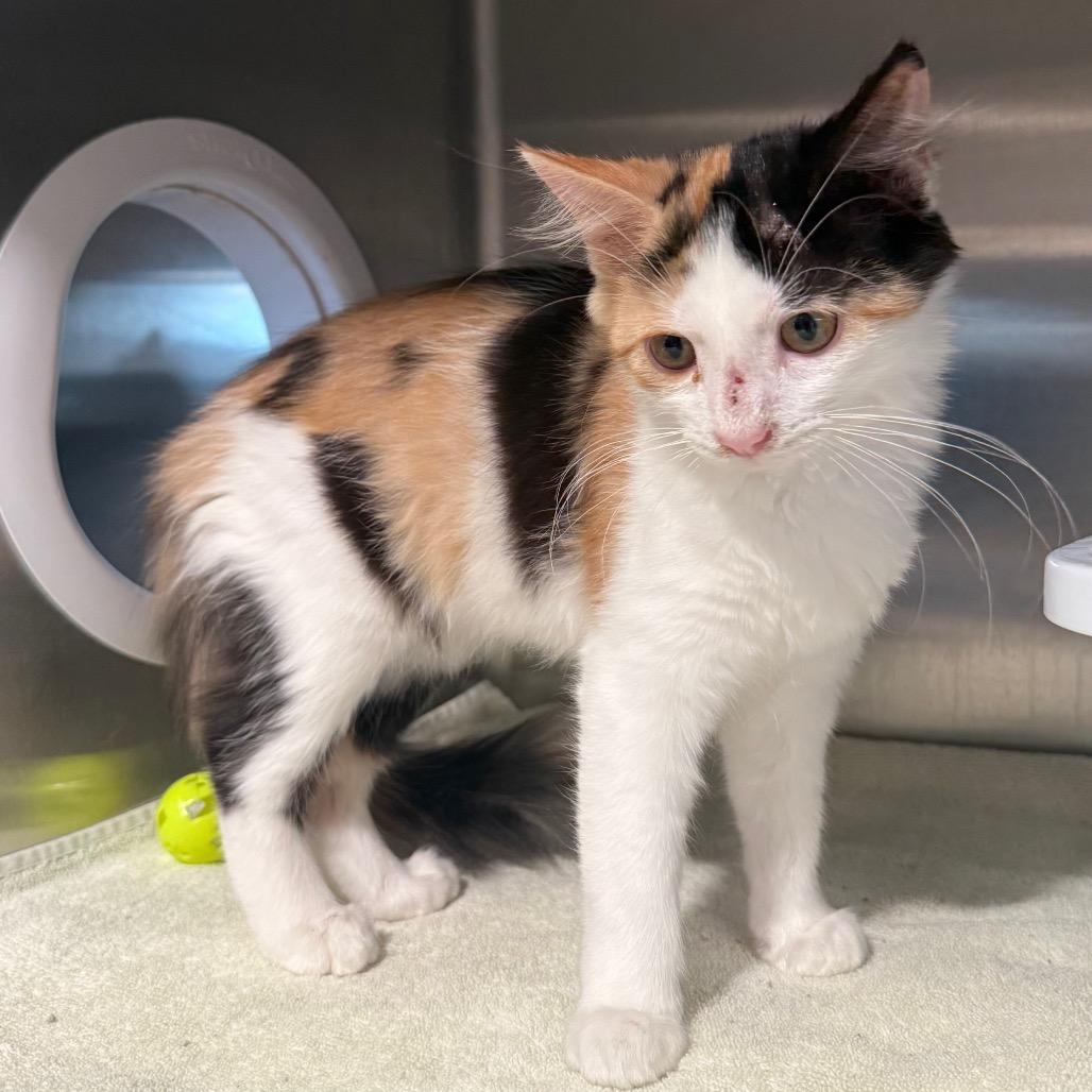 Roo, a Adoptable Domestic Medium Hair in Cedaredge, CO image 2/3