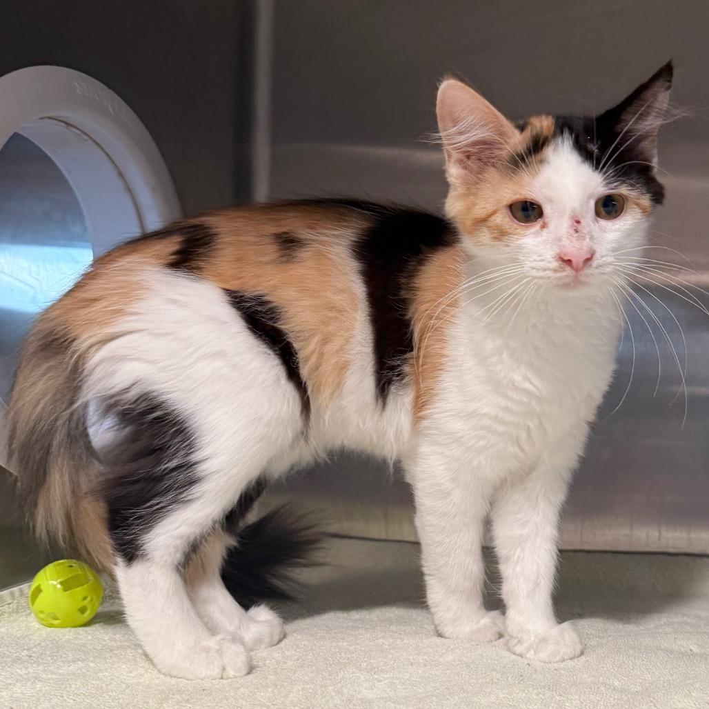 Roo, a Adoptable Domestic Medium Hair in Cedaredge, CO image 3/3