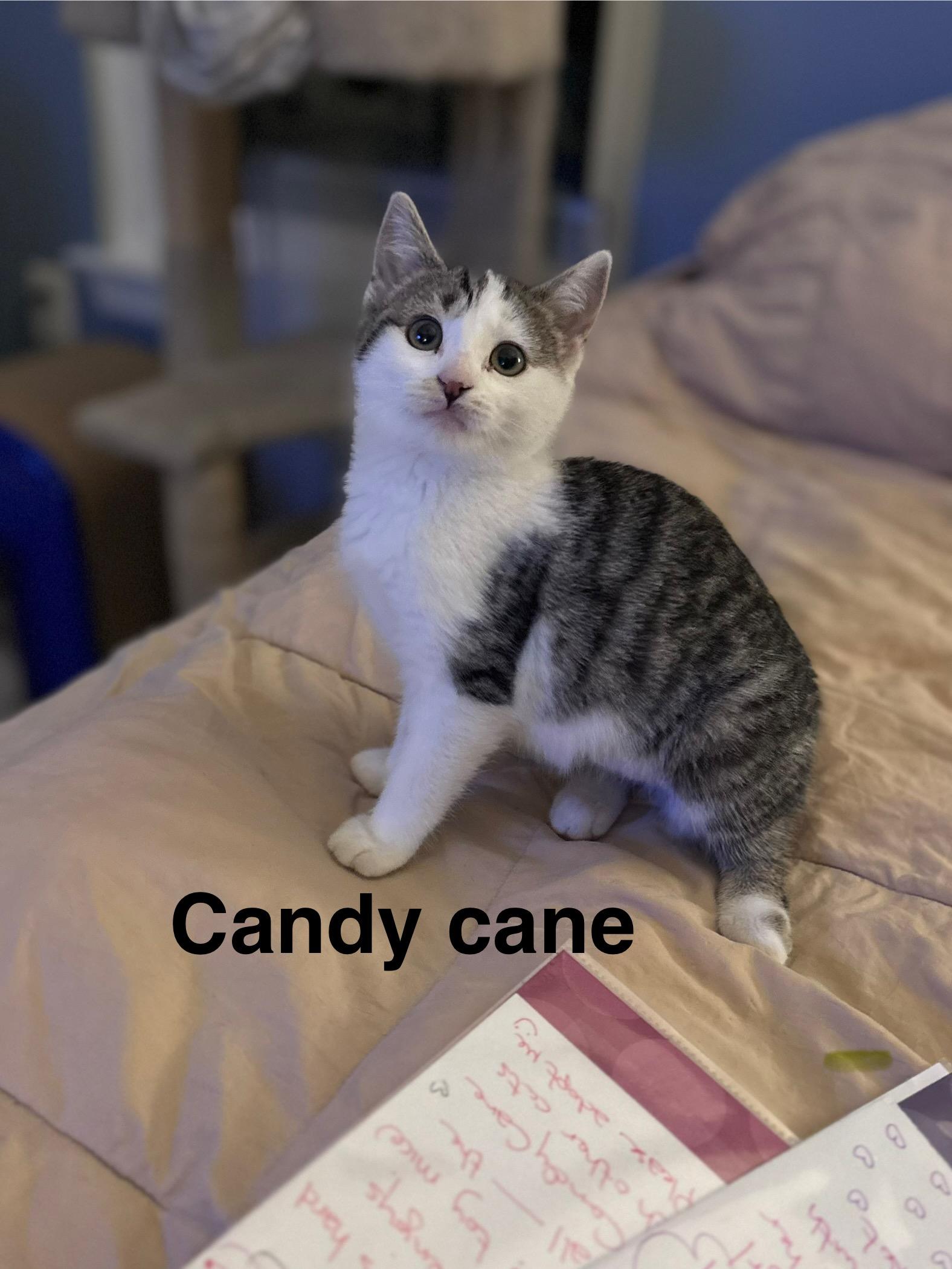 Candy Cane (FCID# 11/03/2025 - 67) KC