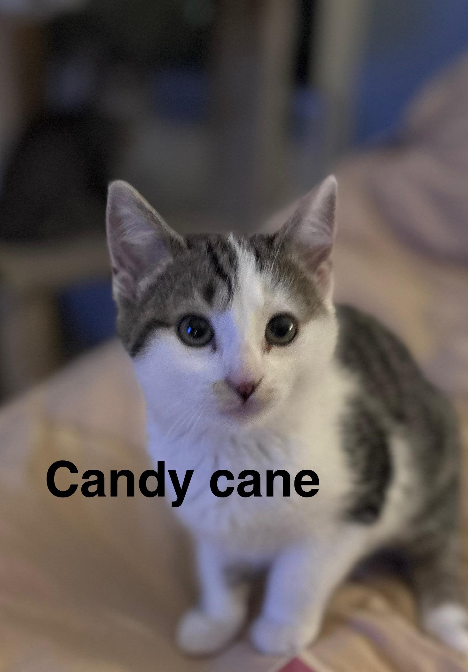 Candy Cane (FCID# 11/03/2025 - 67) KC