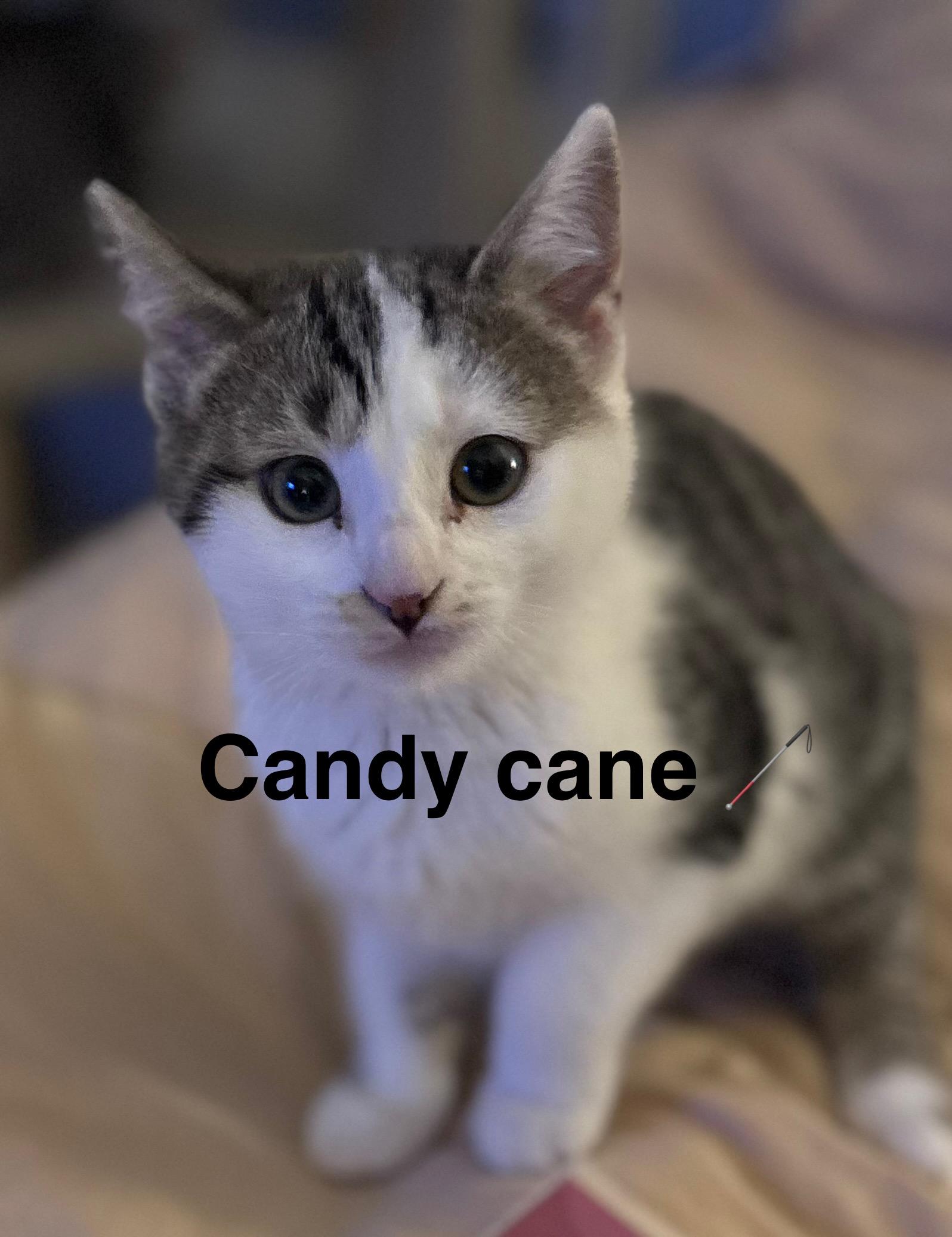 Candy Cane (FCID# 11/03/2025 - 67) KC