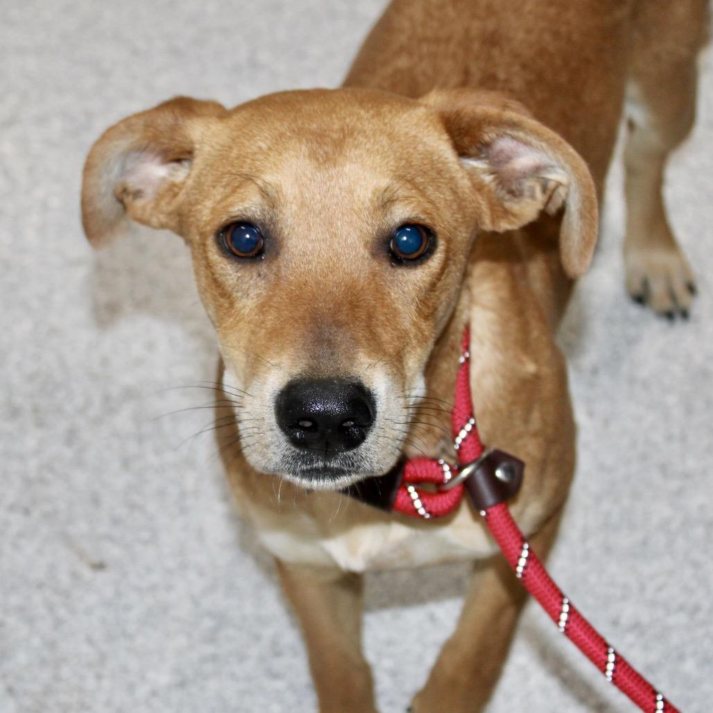 Tater, Adoptable, Young Male Hound.